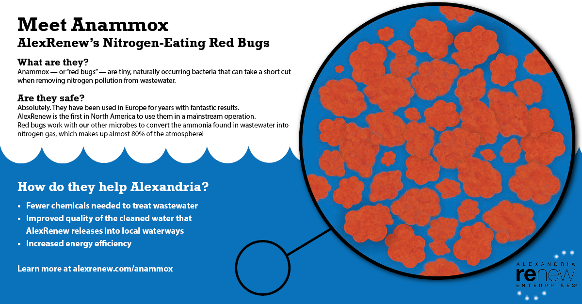 Meet Anammox AlexRenew
